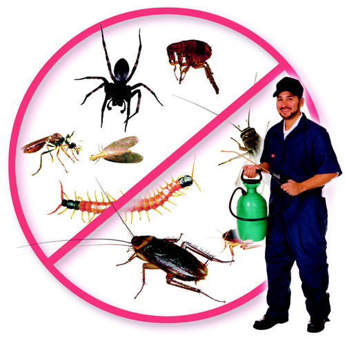 pest-control-services